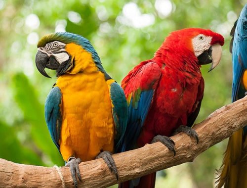 PARQUE-DAS-AVES-1.jpg